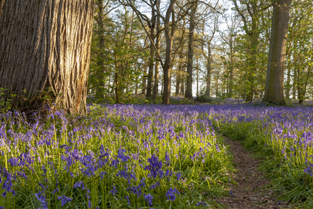 Amazing bluebell forest with path in spring time. English nature woodland at sunrise.の写真素材