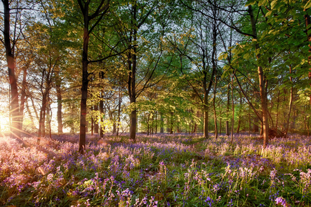 English bluebell woodland with stunning sunrise light shining through the trees. Purple wild spring flowers landscape in full bloom.の写真素材