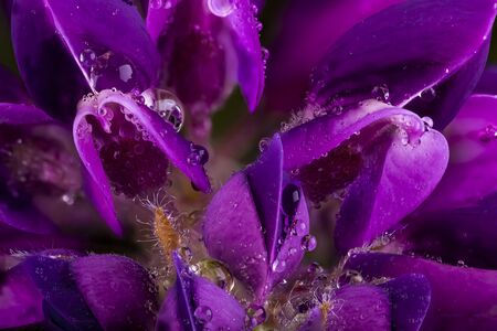 Purple Lupin flower macro in full bloom. Super close up with water droplets on the flower petalsの写真素材