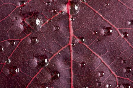 Cotinus Coggygria Atropurpurea red leaf with water drops beeding. High macro level detail showing...