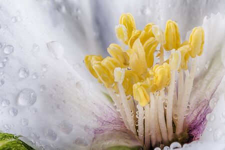 Philadelphus flower close up macro with morning water drops. Yellow pollen stamen in white petal flower head in natureの写真素材