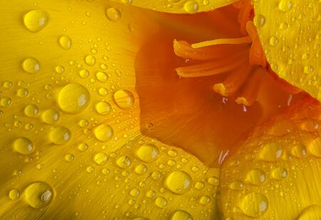 Poppy (California) orange and yellow flower in extreme close up macro. Water droplets and puddle on the petalsの写真素材