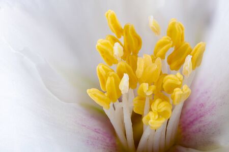 White Philadelphus flower stamens extreme close up with pollenの写真素材