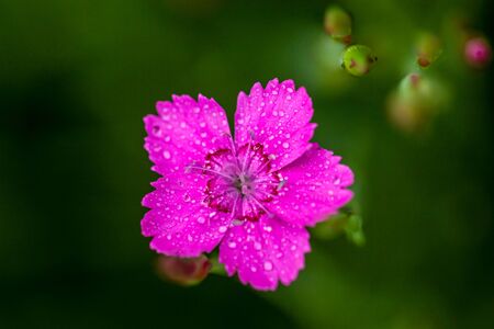 Dianthus Deltoides bright pink little flower with green foliage and shallow depth of fieldの写真素材