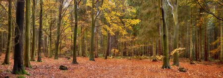 Panoramic scene of a woodland in beautiful autumn fall colorsの写真素材