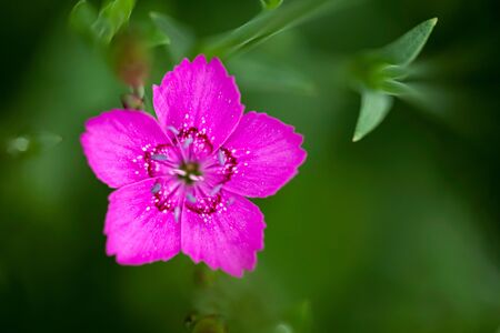 Dianthus Deltoides bright pink little flower with green foliage and shallow depth of fieldの写真素材
