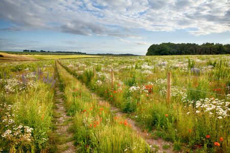 Wild flower meadow with track and barbed wire fence. Natural landscape with beautiful flowers in long grass. Blue sky and clouds in summer time.の写真素材