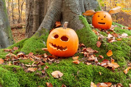 Scary halloween pumpkins with cutout faces, set in the forests in autumnの写真素材