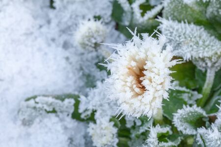 Daisy flower frozen in winter snow and iceの写真素材
