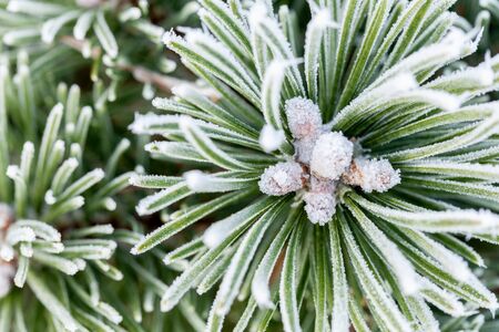 Winter pine tree close up covered in frost and snow.の写真素材