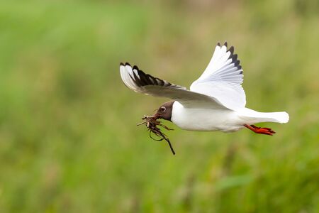 Black headed gull in flight with nesting material in its beak. Flying bird close upin a natural nature backgroundの写真素材