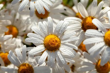 Large daisies (oxeye) flower group with morning dew water drops. Nature background in springの写真素材