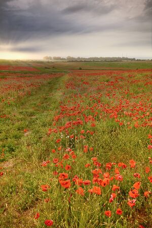Beautiful field of wild red poppies at sunrise. Nature landscapeの写真素材