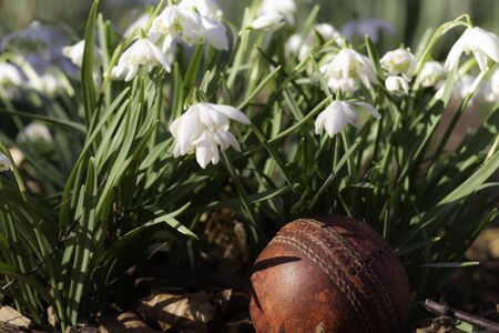 Cricket ball under wild winter snow drops in a flower gardenの写真素材