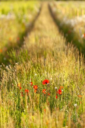 Tracks in a flower meadow in sprint time with poppies and long grasses. Lnadscape in Norfolk, UK. Shallow depth of field effectの写真素材