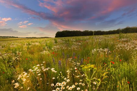 Beautiful flower meadow at sunset with pink clouds in a scenic rural landscape in spring. Daisies, poppies and long wild grasses cover a Norfolk viewpointの写真素材