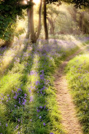 Bluebell woodland path at sunrise. Dawn sun coming through the trees with forest trail leading into the distanceの写真素材