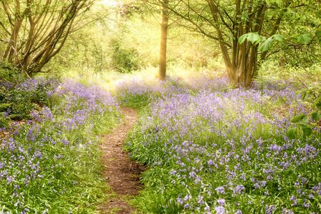 Bluebell covered woodland path with dawn sunrise. Magical natural landscape in Norfol UKの写真素材