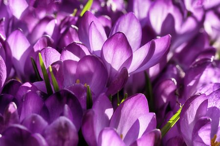 Purple crocus flowers with dawn sunlight glowing through the petals. Spring flowers in a garden close upの写真素材