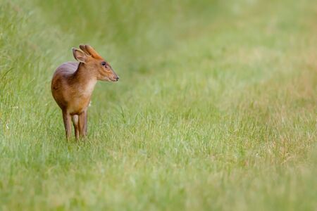 Wild young muntjac deer alone in a natural rural landscape. Colour close up portrait in a green grass field. Also known as the barking deerの写真素材