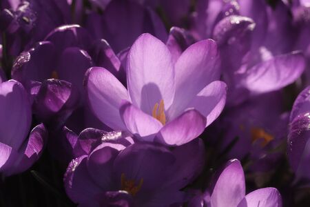 Purple crocus flowers with dawn sunlight glowing through the petals. Spring flowers in a garden close upの写真素材