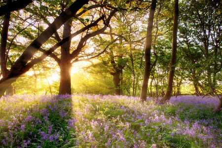 Amazing sunrise through the trees onto a carpet of wild bluebells. Seasonal spring landscape in Norfolk Englandの写真素材