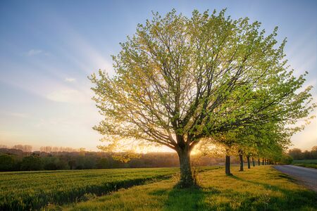 Beautiful dawn sunrise over a rural landscape through a line of trees in springtime. Farmland and a road either side of the trees with blue sky and sunbeams.の写真素材