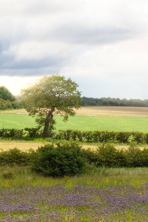 Summer rural sunset landscape in England with fields, trees and hedges. Space in the sky for textの写真素材