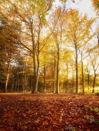 Amazing autumn woodland landscape and golden orange leaves. Morning sunrise seasonal fall in the forestの写真素材