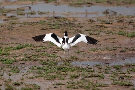 Avocet bird with wings open standing on marsh land. Black and white animal wildlife in Norfolk UK