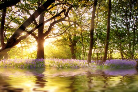 Pond in bluebell forest with sunrise reflection at dawn. Woodland landscape in spring with wild purpoe flowers and waterの写真素材