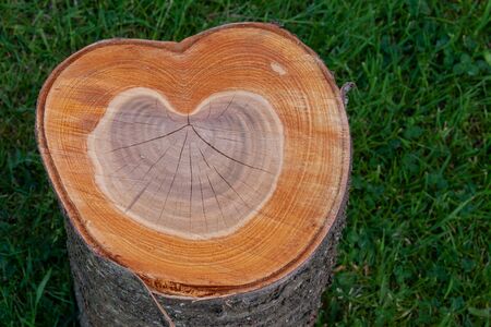 Tree trunk  cut in half shows a love heart shape growth rings. Love wood, trees and nature conceptの写真素材