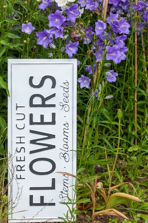 Beautiful summer flowers in a garden bed with a white sign saying fresh cut flowers. Close up of an amazing display of blooming plants of many colours with a new modern sign hidden in the flowerbed.の写真素材