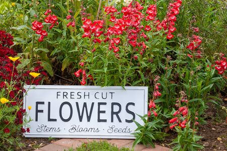 Beautiful summer flowers in a garden bed with a white sign saying fresh cut flowers. Close up of an amazing display of blooming plants of many colours with a new modern sign hidden in the flowerbed.の写真素材