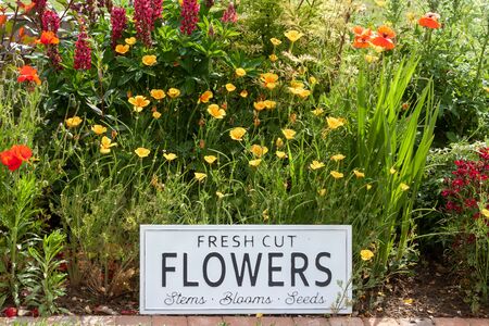 Beautiful summer flowers in a garden bed with a white sign saying fresh cut flowers. Close up of an amazing display of blooming plants of many colours with a new modern sign hidden in the flowerbed.の写真素材