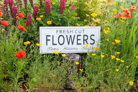 Beautiful summer flowers in a garden bed with a white sign saying fresh cut flowers. Close up of an amazing display of blooming plants of many colours with a new modern sign hidden in the flowerbed.の写真素材