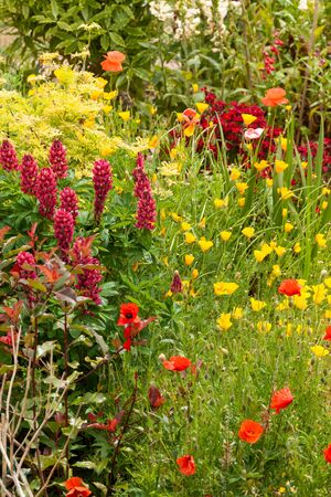 Stunning garden flowers growing in a flowerbed. Seasonal plants during summer in Englandの写真素材