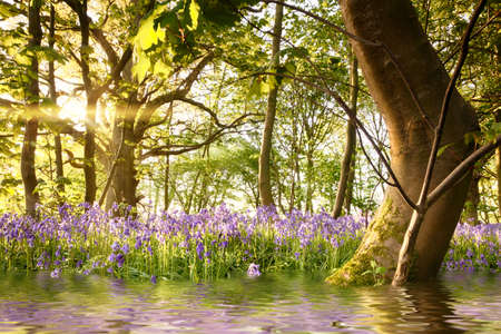 Bluebell forest with water reflections and bent tree during sunrise. Magical landscape in a beautiful woodland during spring in Norfolk Englandの写真素材