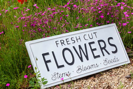 Beautiful summer flowers in a garden bed with a white sign saying fresh cut flowers. Close up of an amazing display of blooming plants of many colours with a new modern sign hidden in the flowerbed.の写真素材