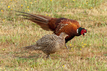 Male pheasant courting a female pheasant and displaying a fan tail of feathers while bowing. The female is ignoring the male.の写真素材