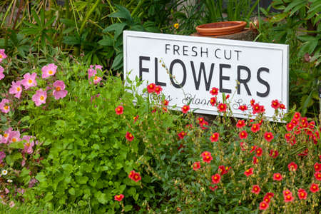 Beautiful summer flowers in a garden bed with a white sign saying fresh cut flowers. Close up of an amazing display of blooming plants of many colours with a new modern sign hidden in the flowerbed.の写真素材