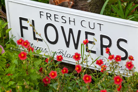 Beautiful summer flowers in a garden bed with a white sign saying fresh cut flowers. Close up of an amazing display of blooming plants of many colours with a new modern sign hidden in the flowerbed.の写真素材