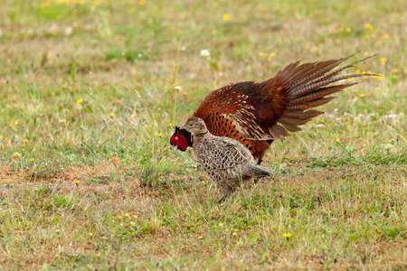 Male pheasant courting a female pheasant and displaying a fan tail of feathers while bowing. The female is ignoring the male.の写真素材
