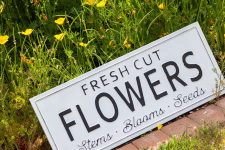 Beautiful summer flowers in a garden bed with a white sign saying fresh cut flowers. Close up of an amazing display of blooming plants of many colours with a new modern sign hidden in the flowerbed.の写真素材