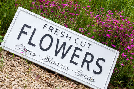 Beautiful summer flowers in a garden bed with a white sign saying fresh cut flowers. Close up of an amazing display of blooming plants of many colours with a new modern sign hidden in the flowerbed.の写真素材