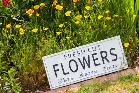 Beautiful summer flowers in a garden bed with a white sign saying fresh cut flowers. Close up of an amazing display of blooming plants of many colours with a new modern sign hidden in the flowerbed.の写真素材