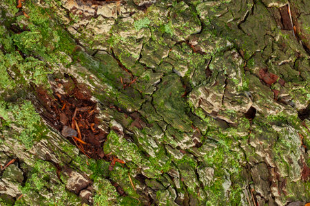 Old tree bark texture with green litchen moss. Natural wood patternの写真素材