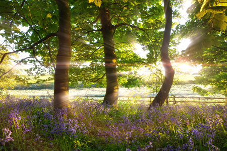 Wild bluebell woodland with early morning stunning dawn sunrise in Norfolk UK. Spring trees and a fence dapple the landscape sunlightの写真素材