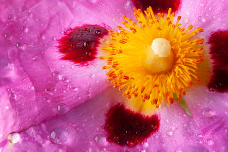 Cistus stamen garden flower super macro close up. Beautiful yellow and pink detailed wet plant and petals. Summer gerden flowerの写真素材