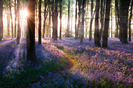 Bluebell woods path sunrise in Norfolk England. Bluebells (Hyacinthoides) are a late spring wild flower well known for its on mass colour of blues and purples, usually found more in woodlands and forests and always make for stunning natural landscapesの写真素材